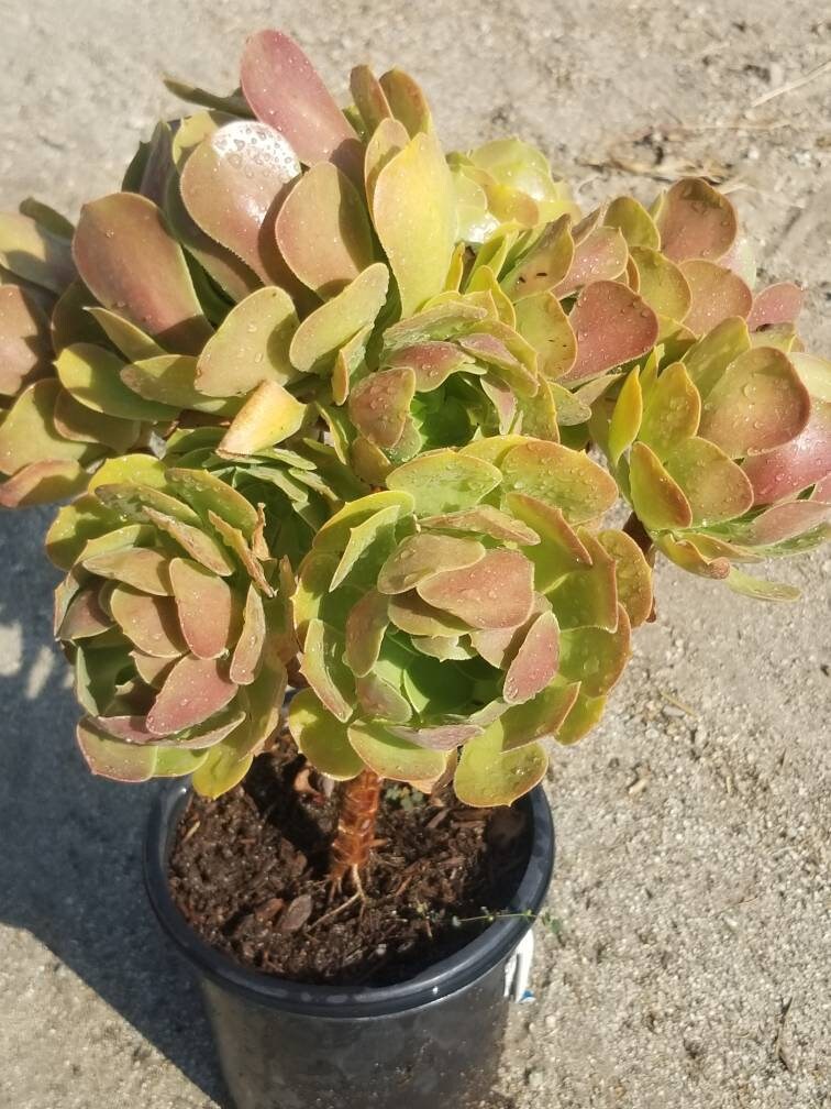 succulent blushing Aeonium Blushing Beauty