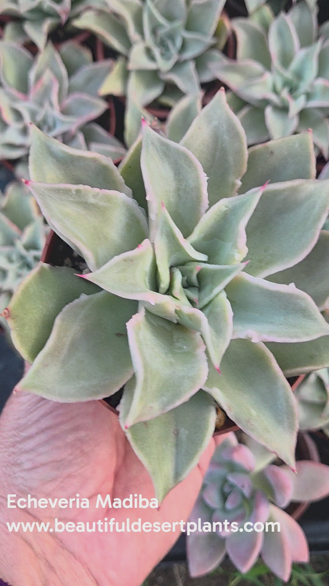 madiba succulent Echeveria Madiba – Beaultiful Desert Plants