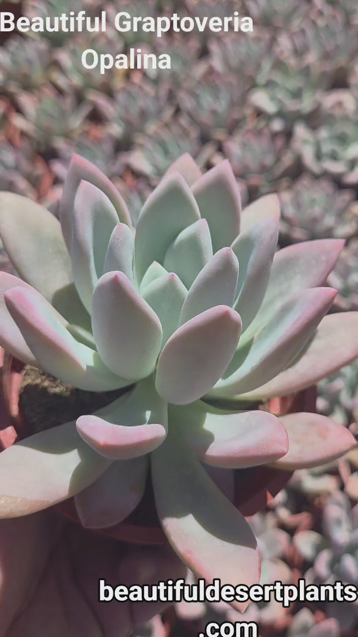Graptoveria Opalina (4