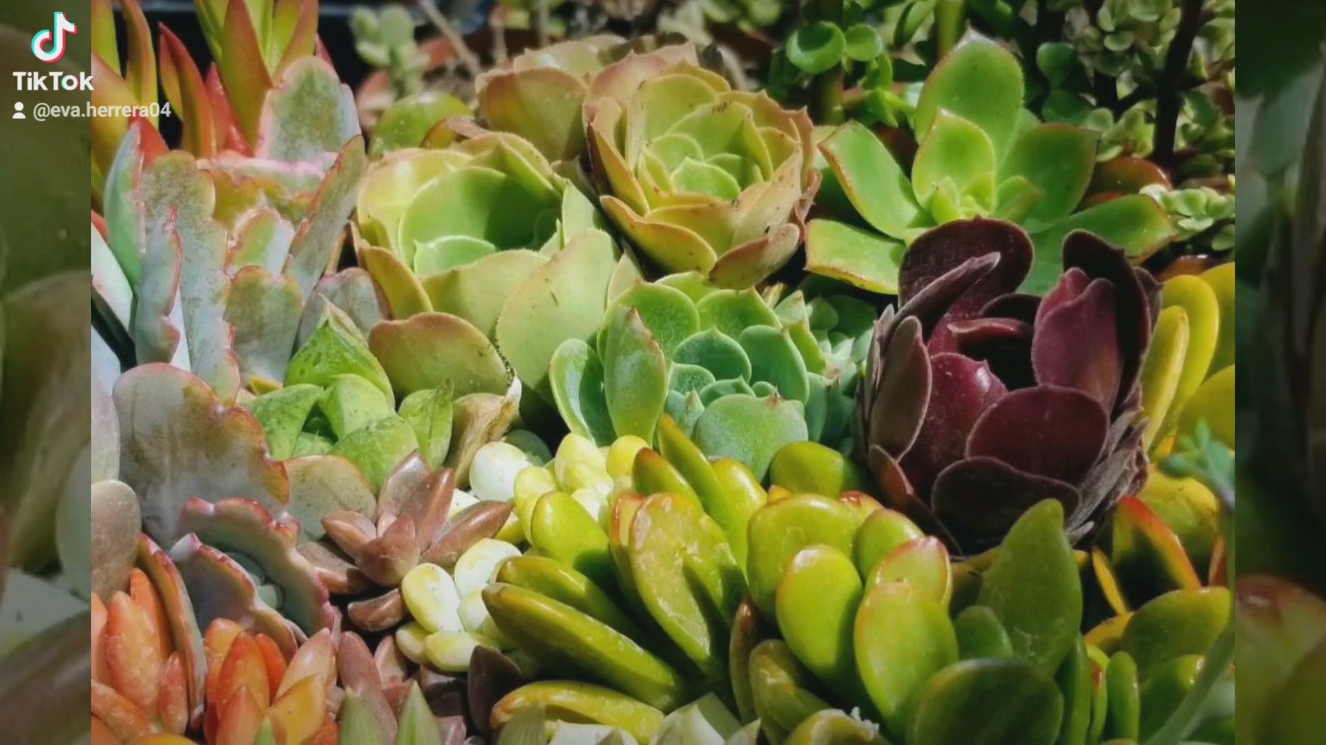 100 succulents Succulents Cuttings (2 Pounds) More than 100 fresh Cuttings