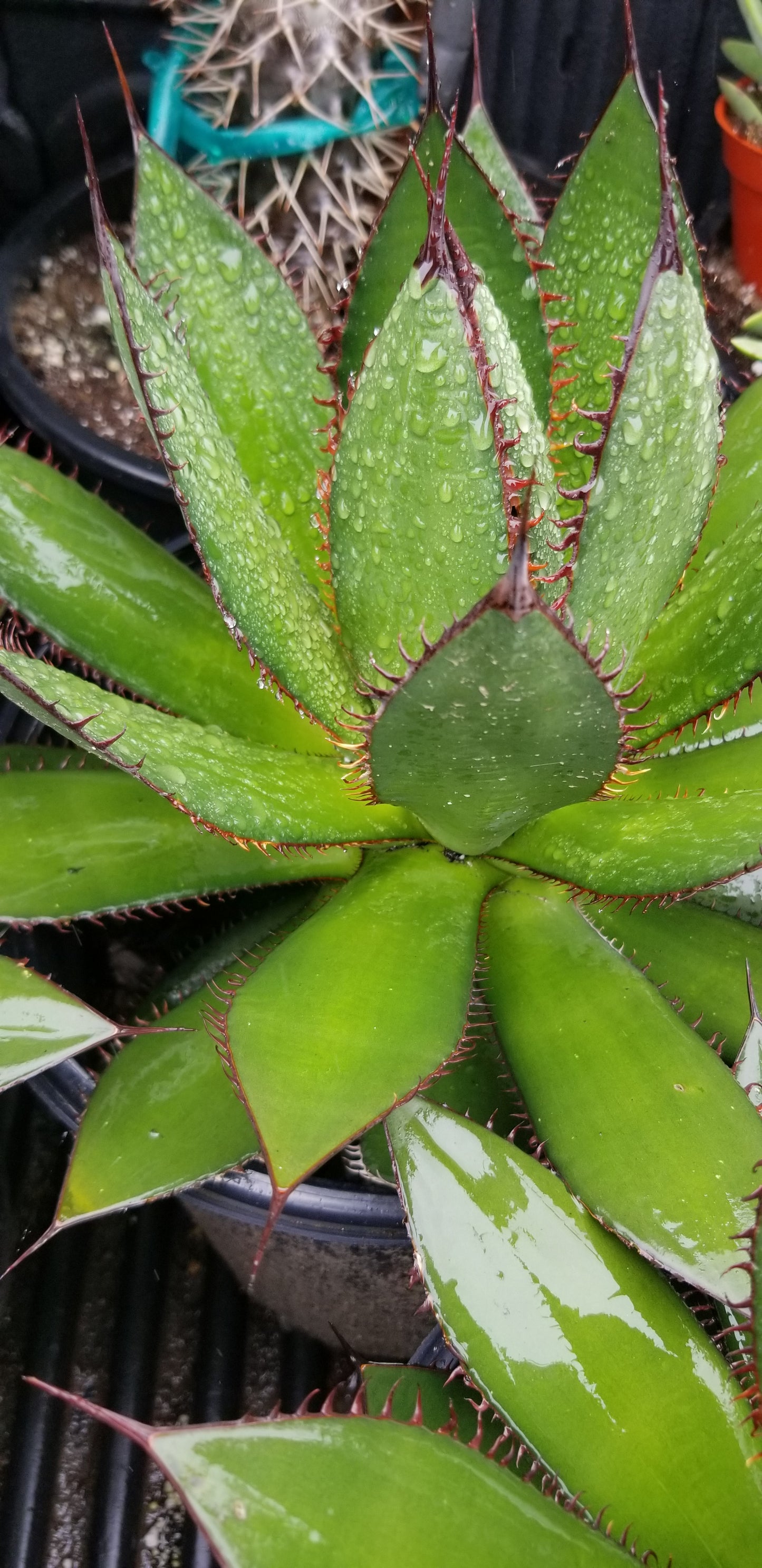Agave Horrida (5 Gal. Pot)