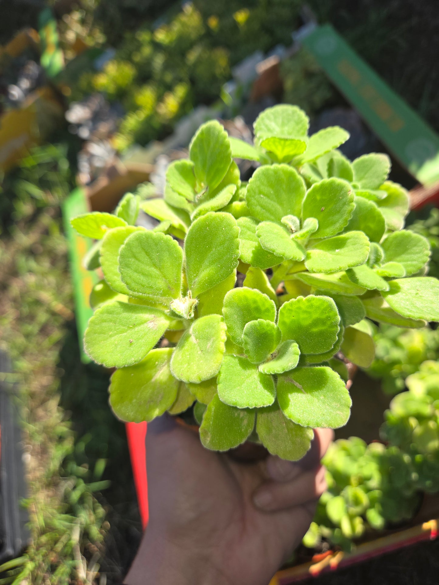 Plectranthus Tomentosa "Vicks plants" (4" pot)