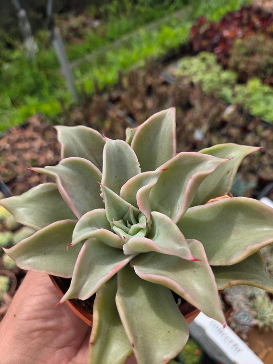 Echeveria Madiba