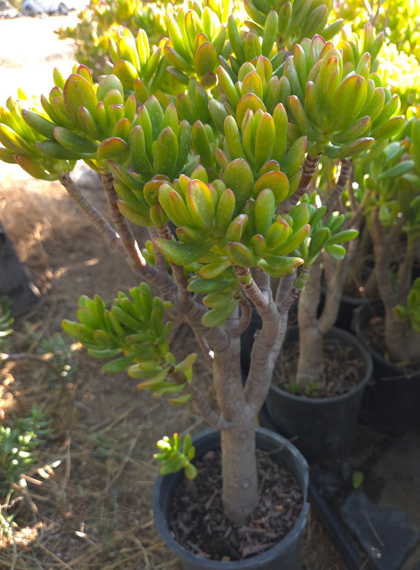 Crassula Ovata Hobbit Tree