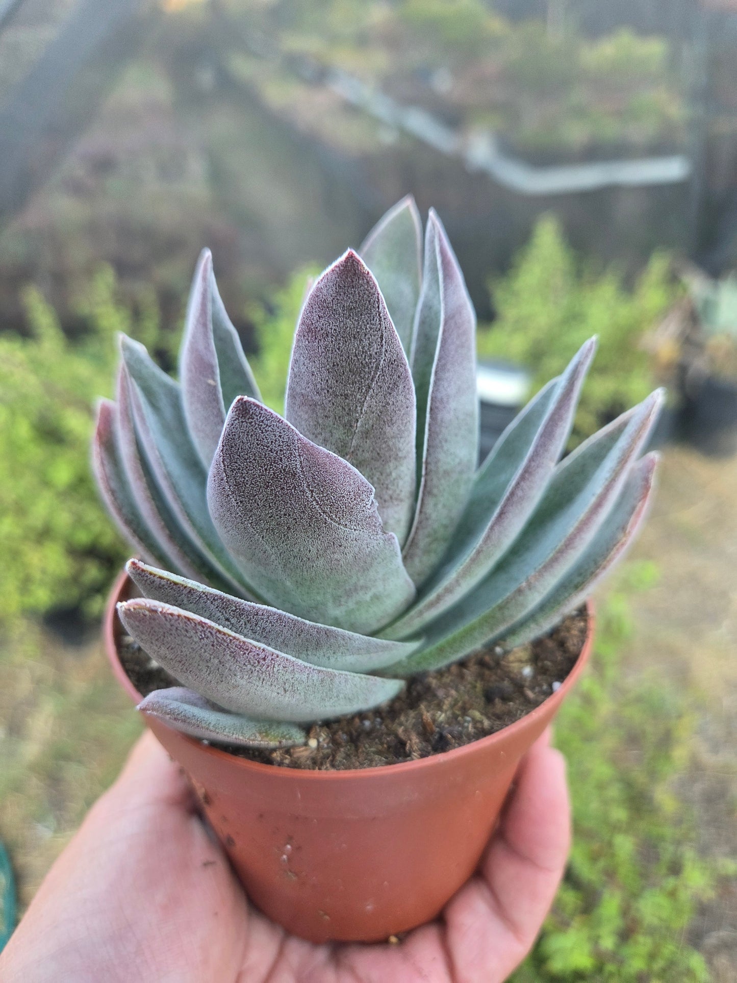 Crassula Garnet Lotus (4" pot) Succulent Plant