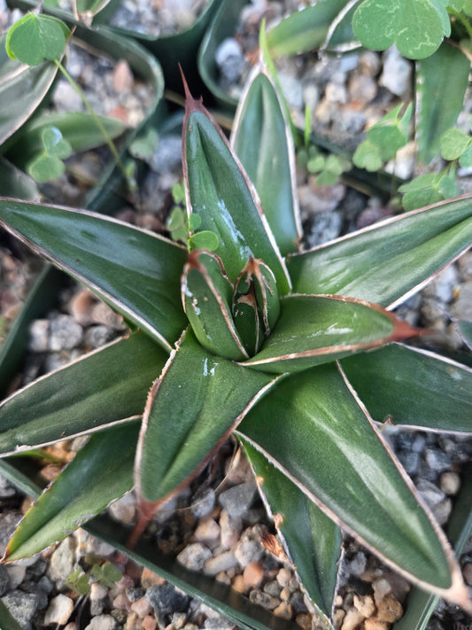 Baby Agave Victoria Reginae (4" pot)