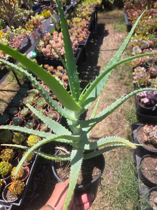 Aloe Arborenscens