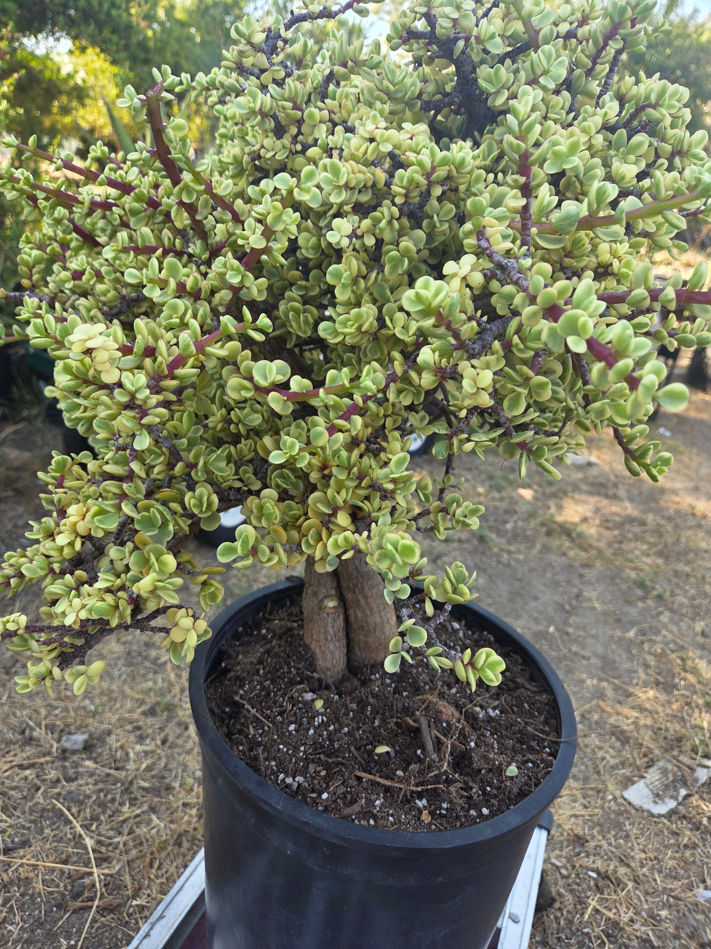 Portulacaria Afra Variegated Tree "Variegated Elephant Bush Tree" Bonsai Tree
