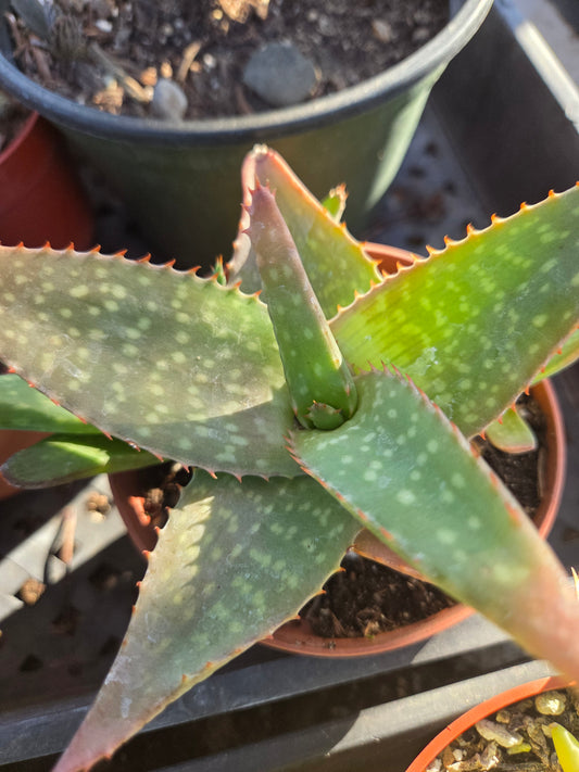 Aloe Saponaria or Aloe Maculata (4" pot)