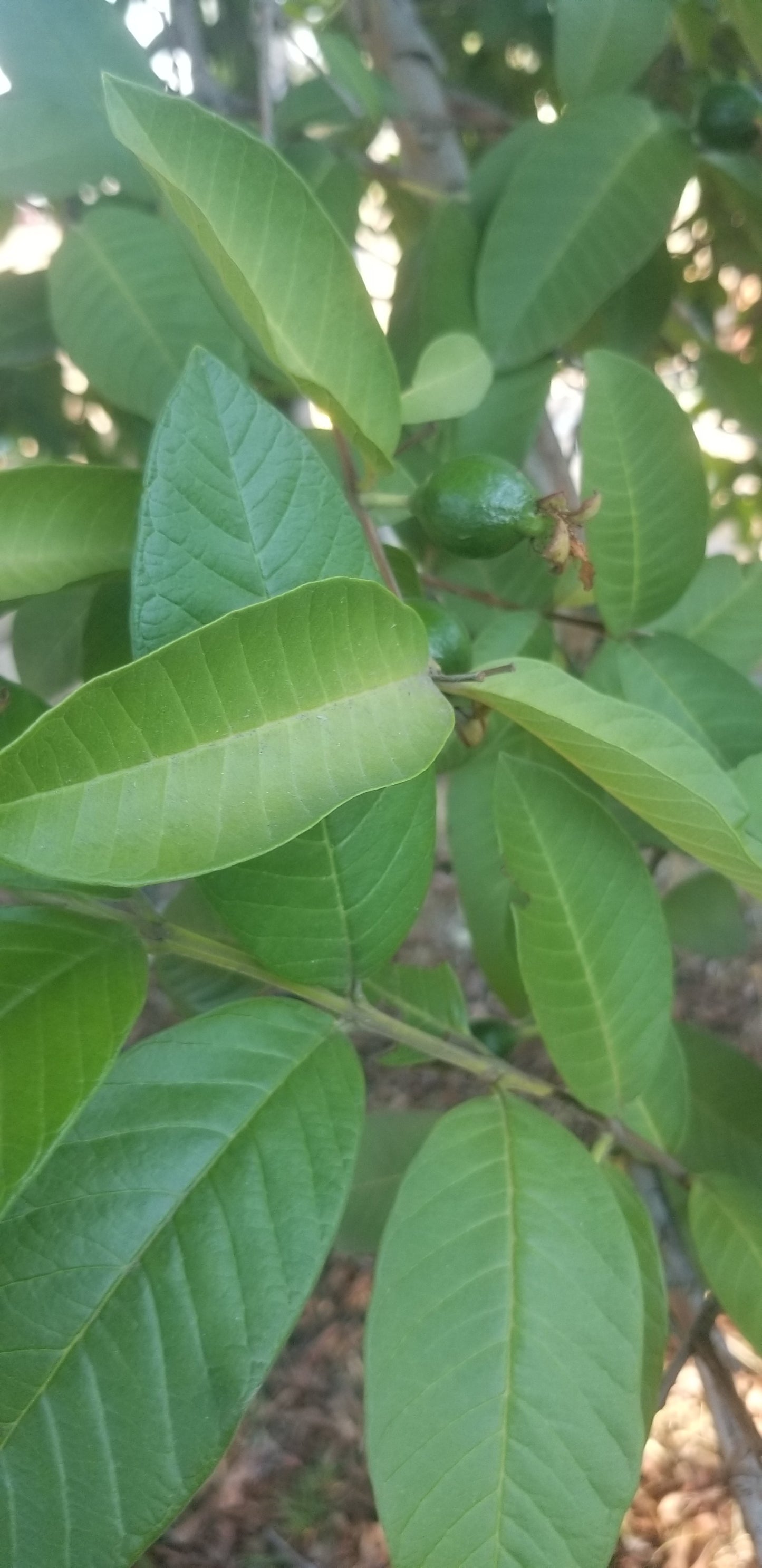 Guava Leaves (qty:100) 100 Hojas de Guayaba