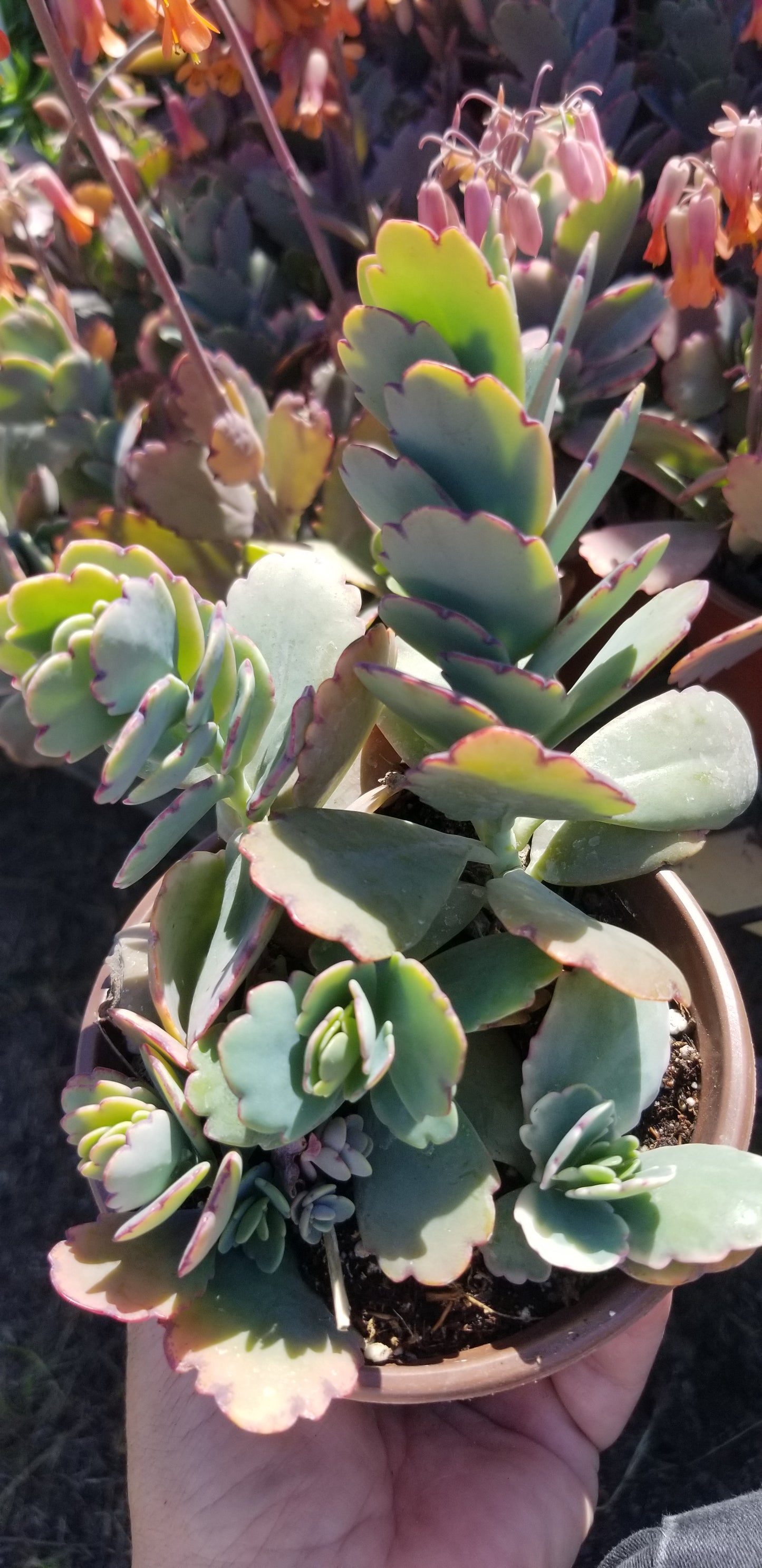 4" Kalanchoe Fedschenkoi "Majestic scallops"