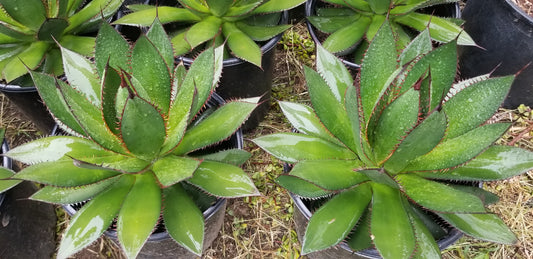 Agave Horrida (5 Gal. Pot)