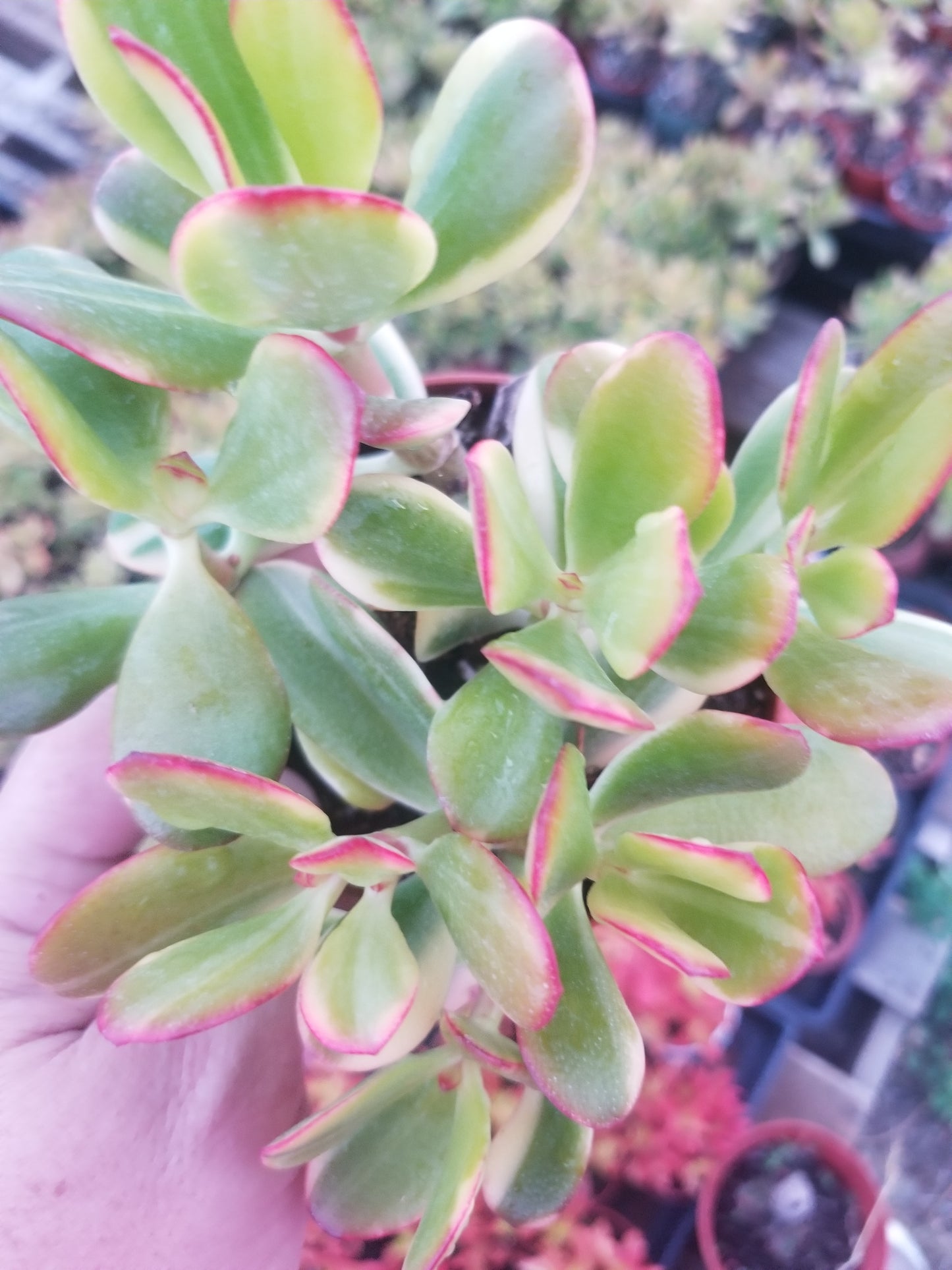 Crassula Ovata lemon and Lime (4" Pot) Succulent Plant