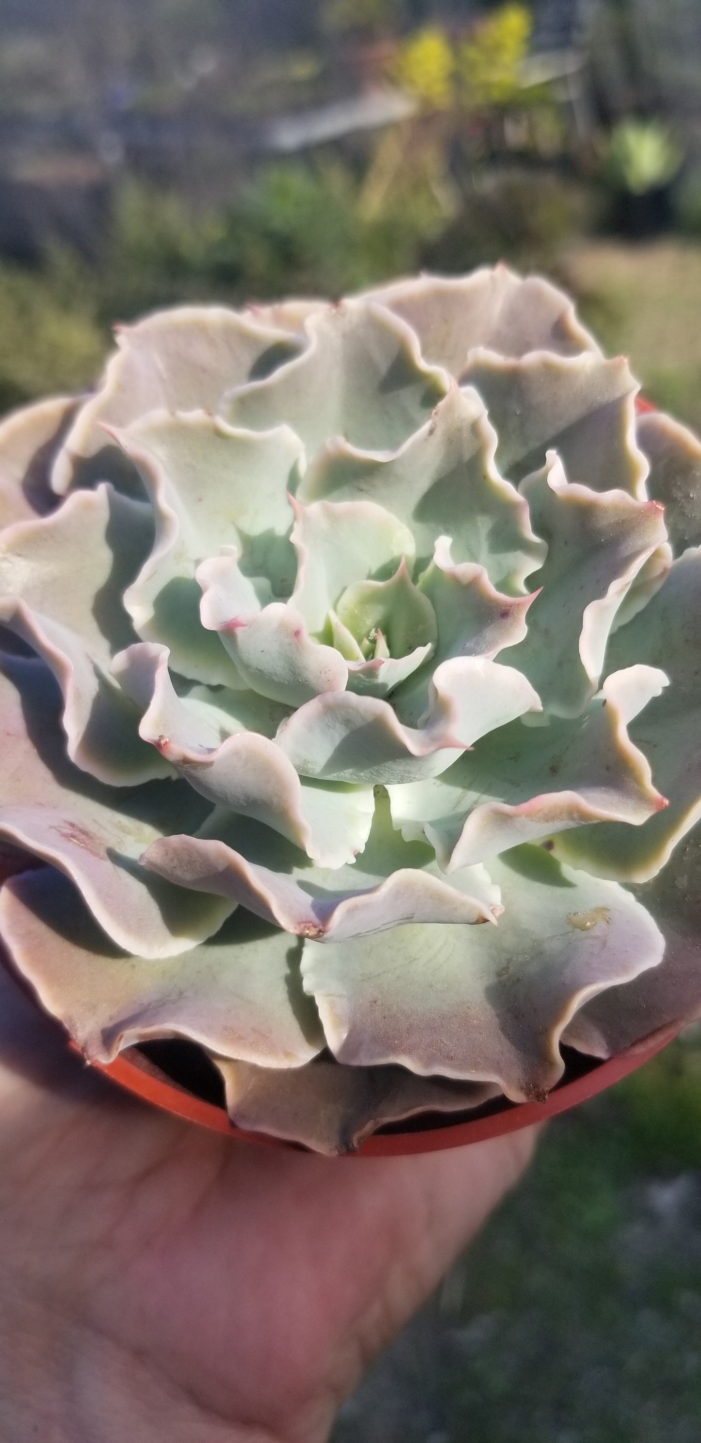 Echeveria Blue Waves, Succulent Plant (4" pot)