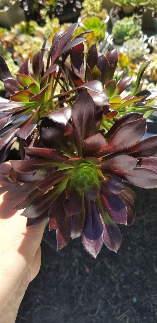 Aeonium Arboreum Atropurpureum (3 rossetas in each 4" pot)