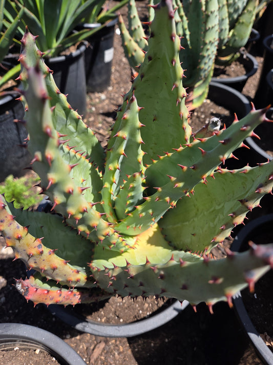 Aloe Marlothii (5 gal. Pot)
