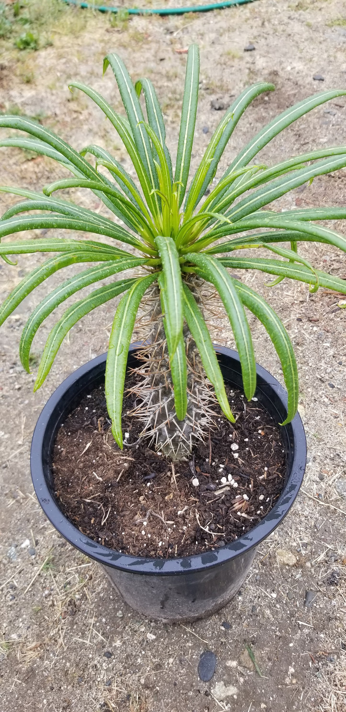 Madagascar Palm "Pachypodium Lamerei" (5 Gal. Pot)