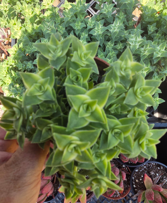 Crassula Perfolata Variegated "Strings of Bottons Variegated (4" pot) Succulent Plant