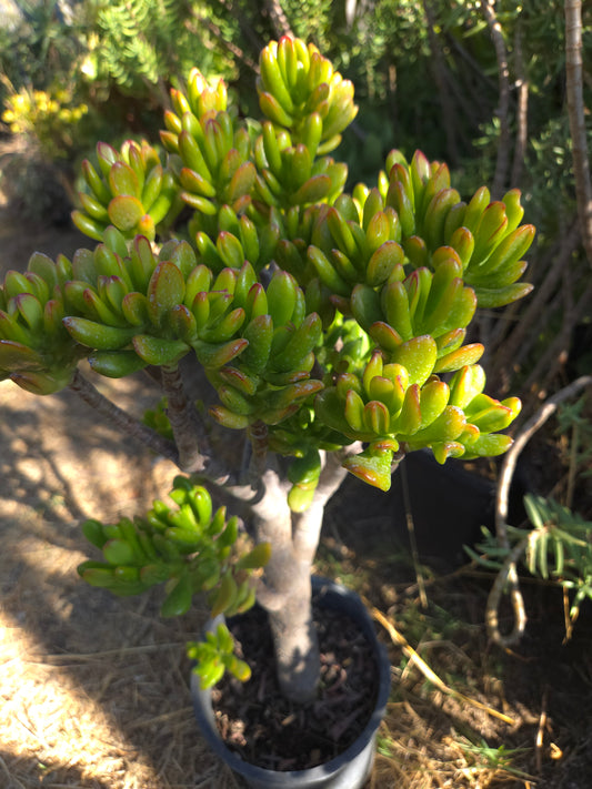 Crassula Ovata Hobbit Tree