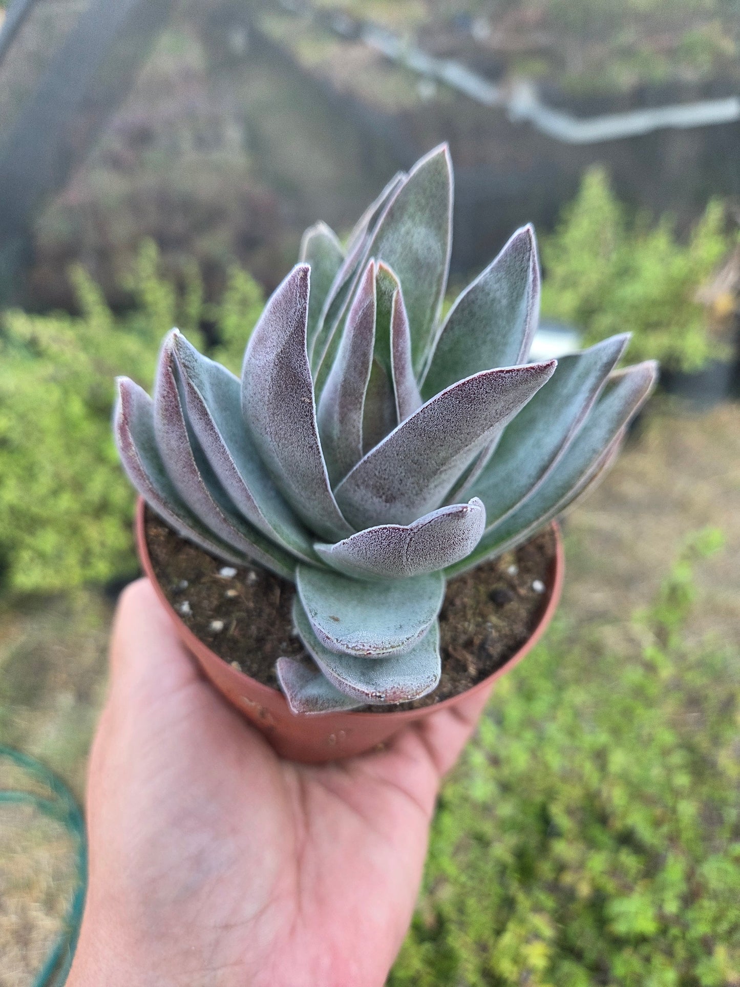 Crassula Garnet Lotus (4" pot) Succulent Plant