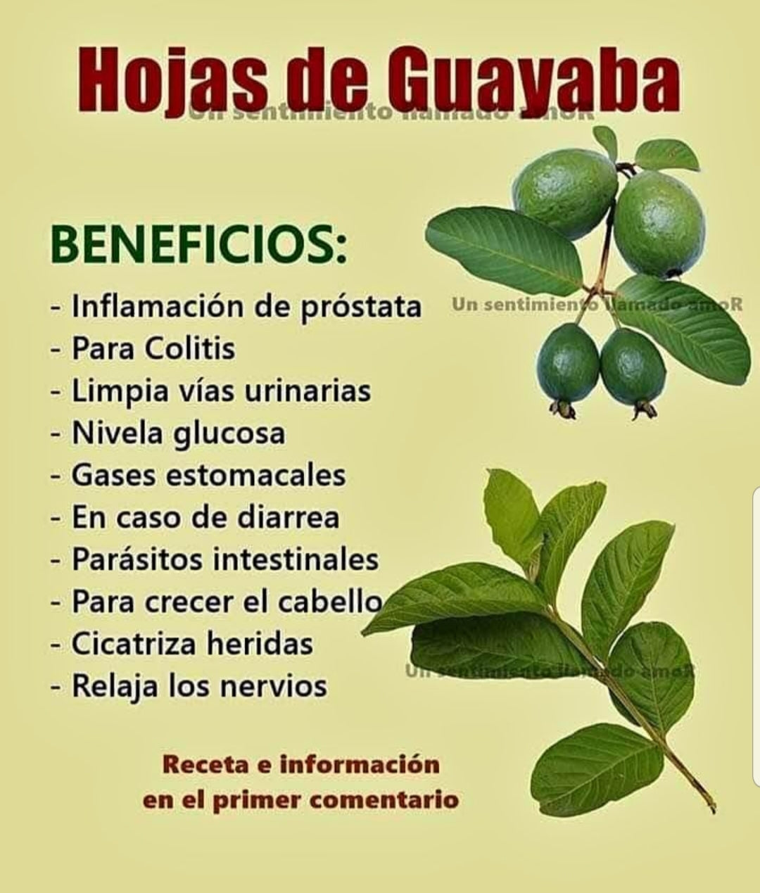 Guava Leaves (qty:100) 100 Hojas de Guayaba