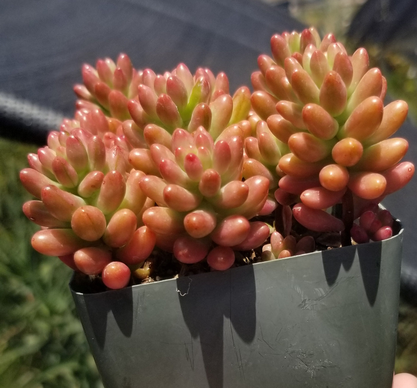 Sedum Rubrotictum "Aurora"