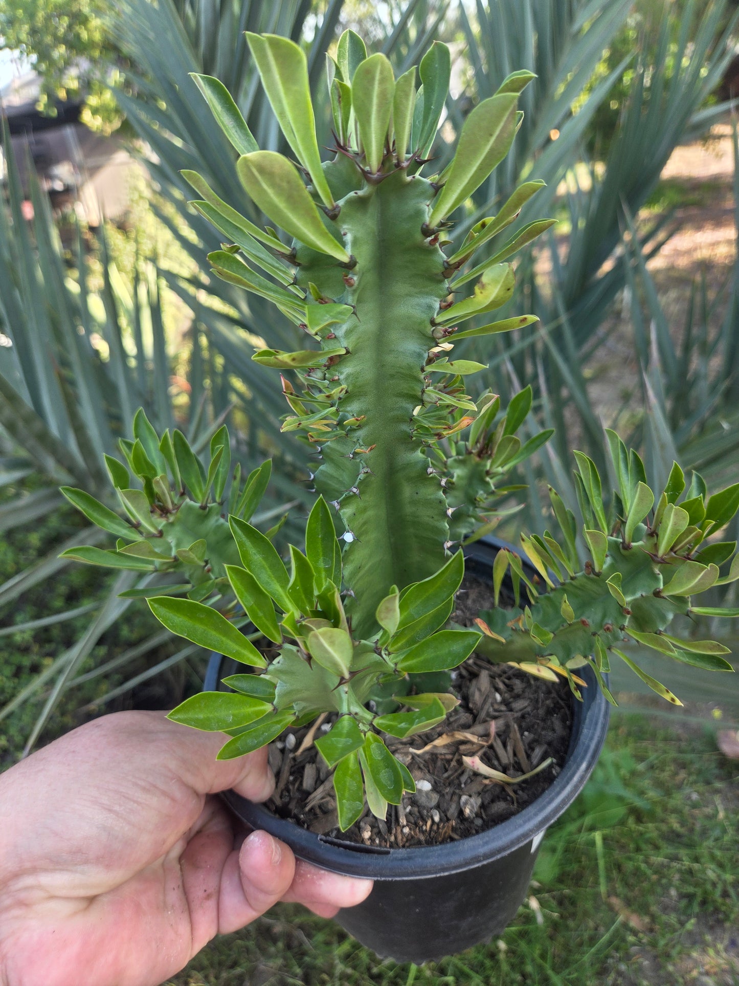 Euphorbia Royleana (1 Gal. Pot)