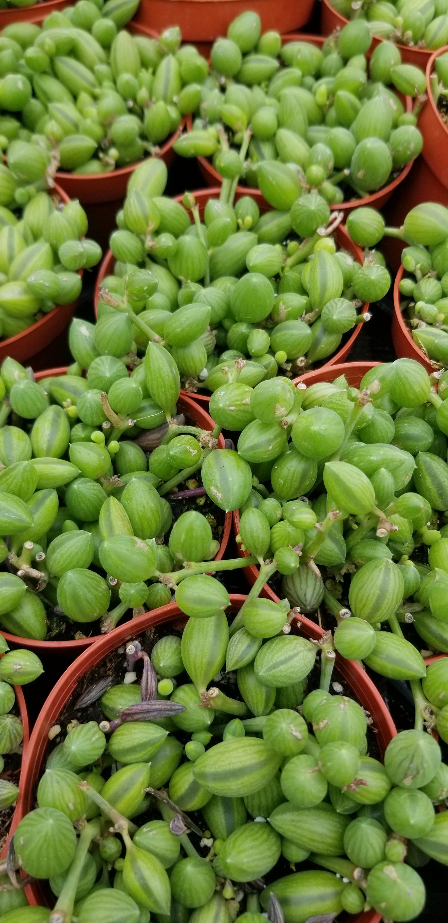 Strings of Watermelons, "Curio Herreanus (4" pot) succulent plant