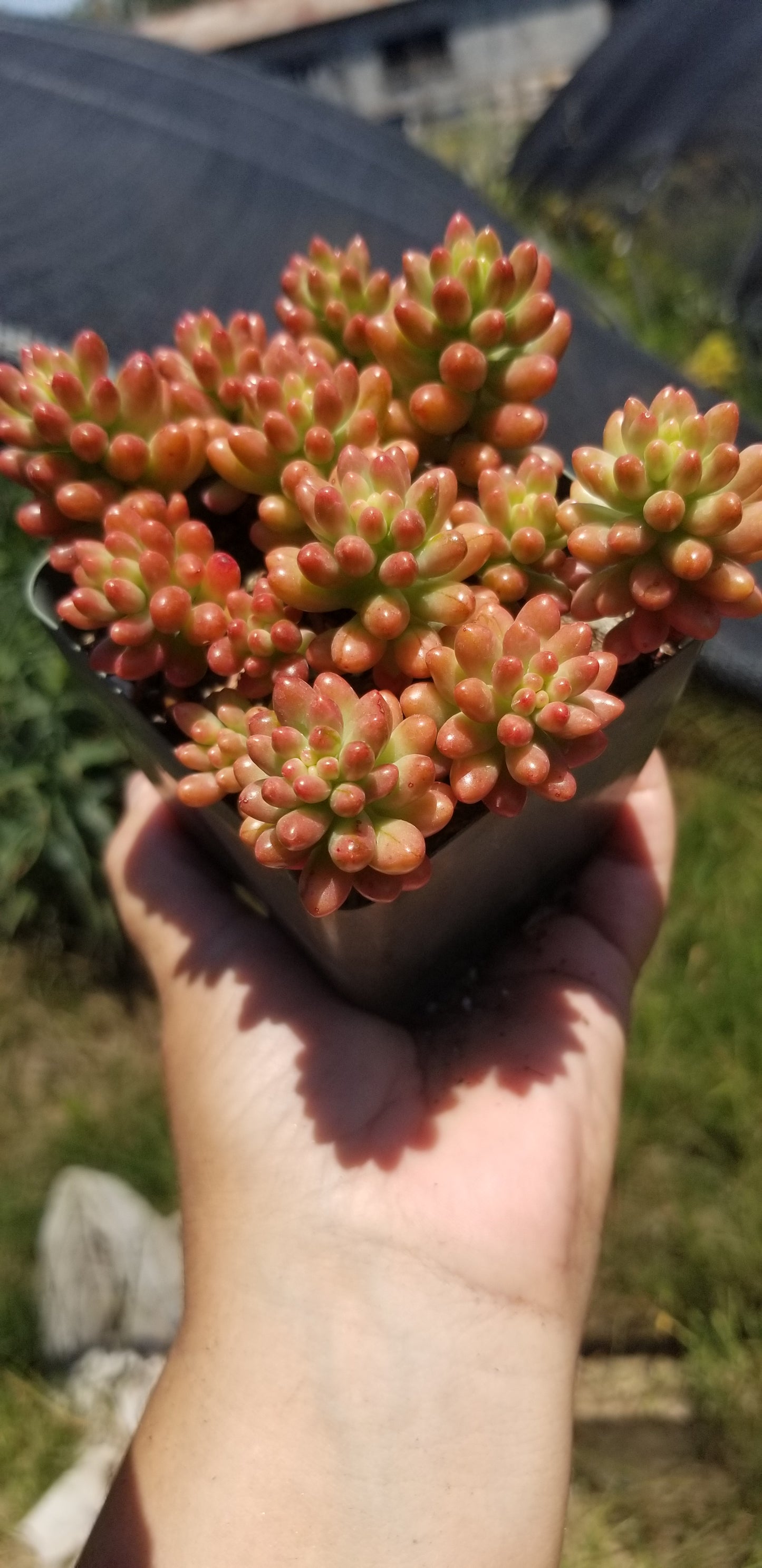 Sedum Rubrotictum "Aurora"