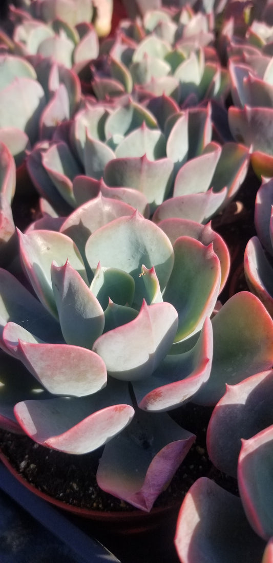 Echeveria Blue Sky (4" Pot)
