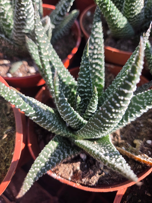 Gasteria Okabanga (4" Pot) Succulent Plant
