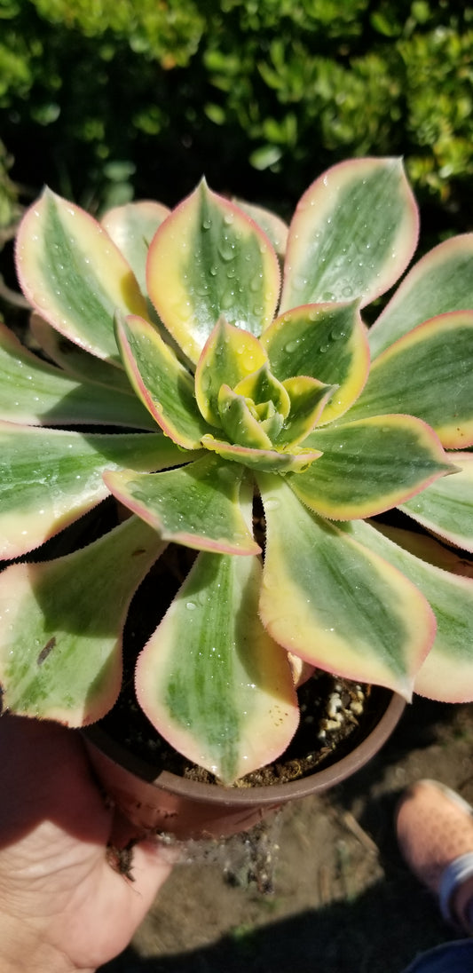 Aeonium Cuttings Mix (10 Rossetas Mix)