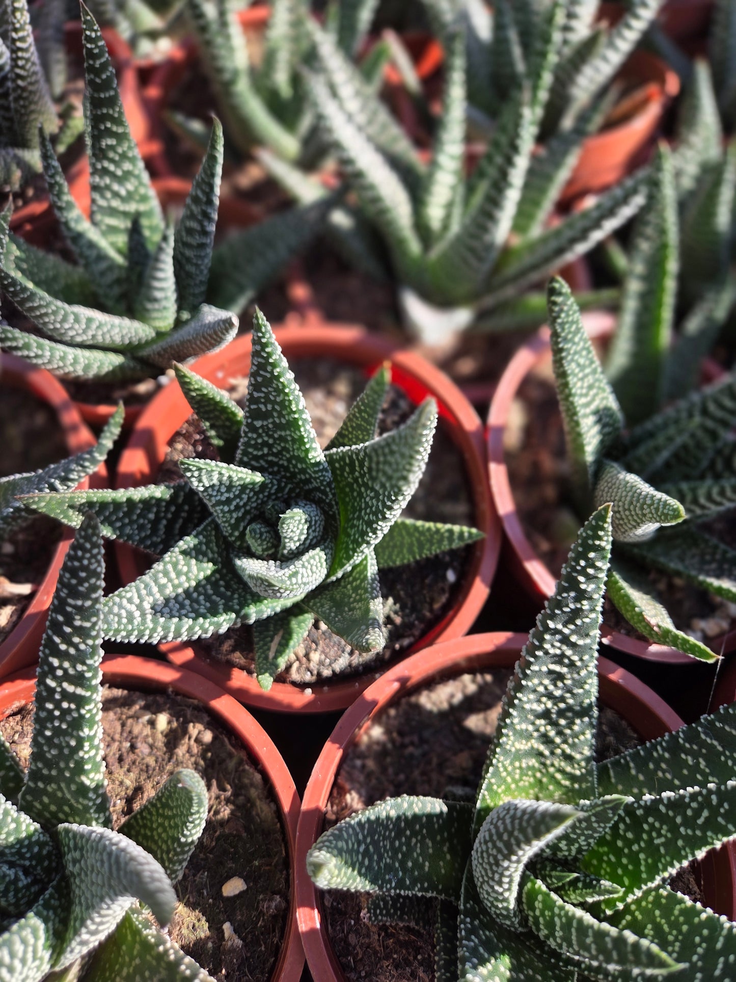 Gasteria Okabanga (4" Pot) Succulent Plant