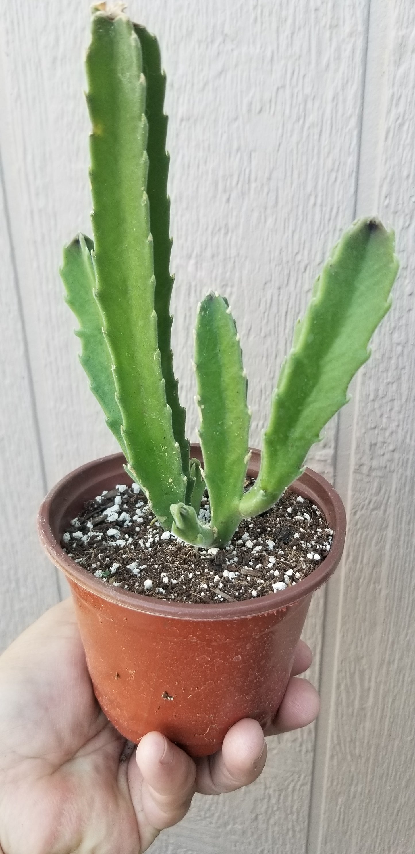 4" Stapelia Gigantea
