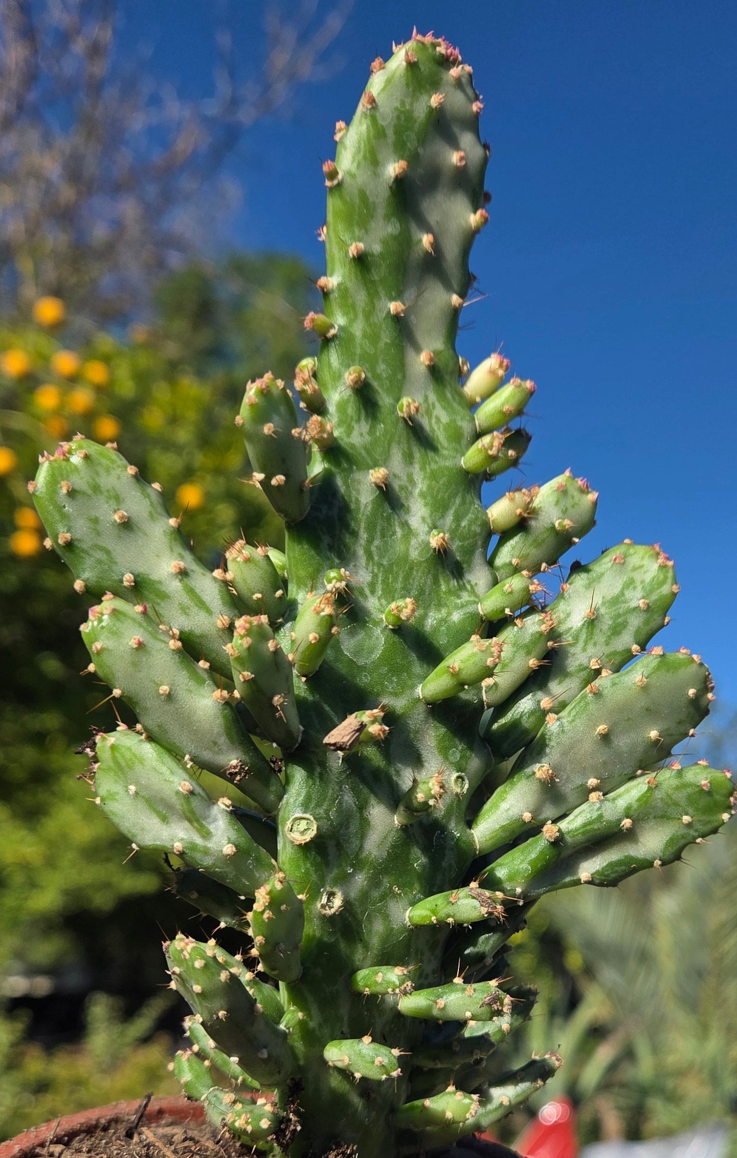 Opuntia Monacantha Variegated (4" pot) "Cactus"