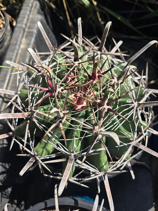Fishhook Barrel Cactus "Ferocactus Wislizeni" (1 Gal. Pot)