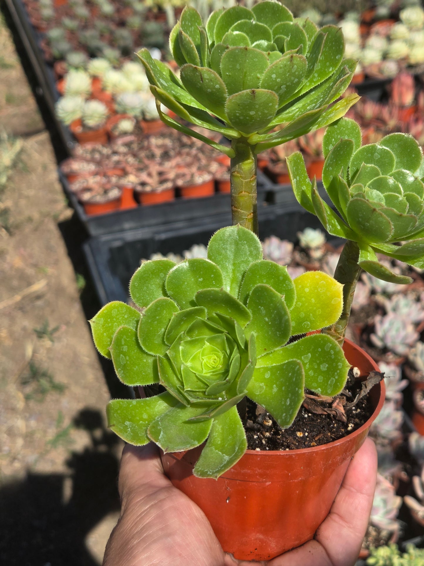 4" Green Aeonium Arboreum (3 rossetas in each pot) Succulent plant