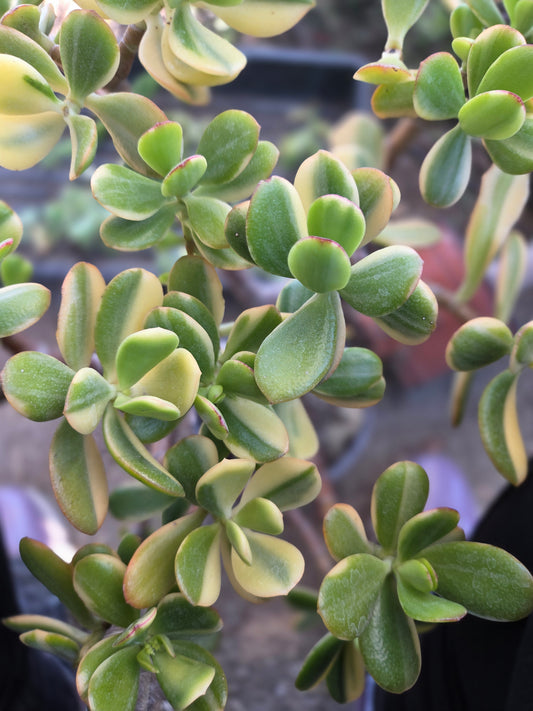 Crassula Ovata Lemon and Lime Tree, Bonsai Tree