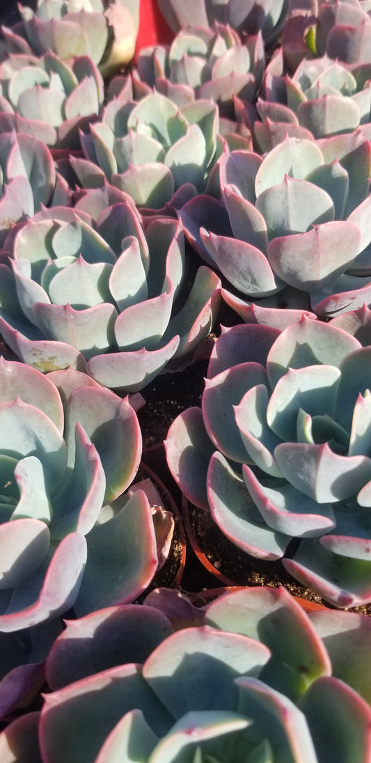 Echeveria Blue Sky (4" Pot)