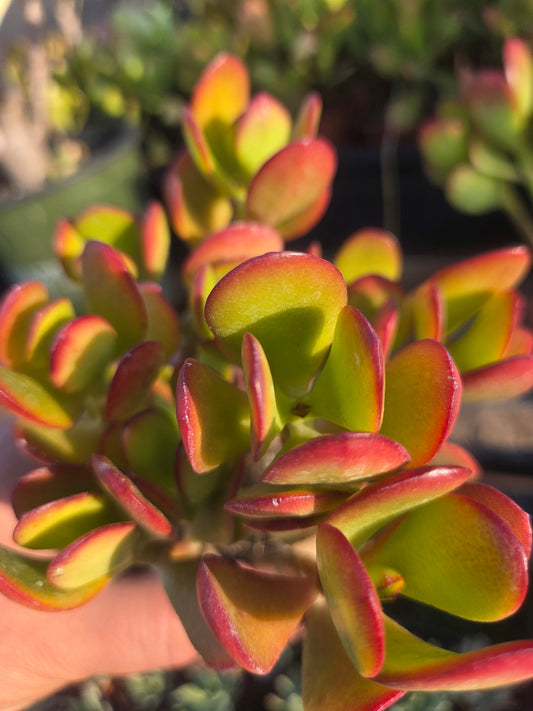 Crassula Ovata Jade (4"pot)