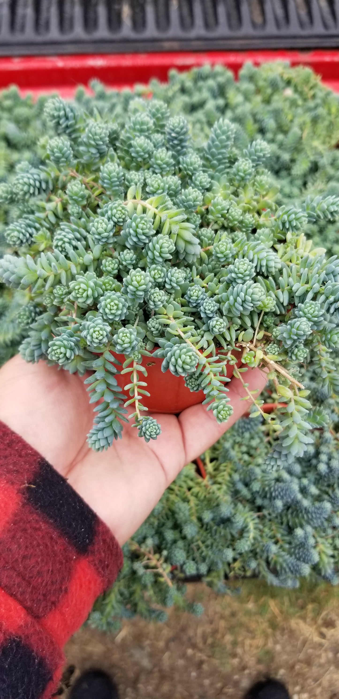 Sedum Dasyphyllum Mayor (4" pot) Succulent plant