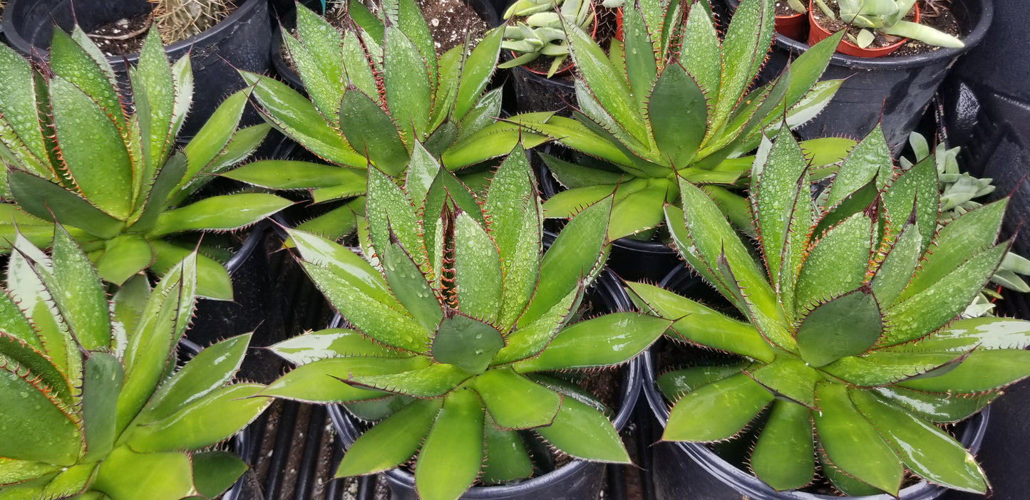 Agave Horrida (5 Gal. Pot)