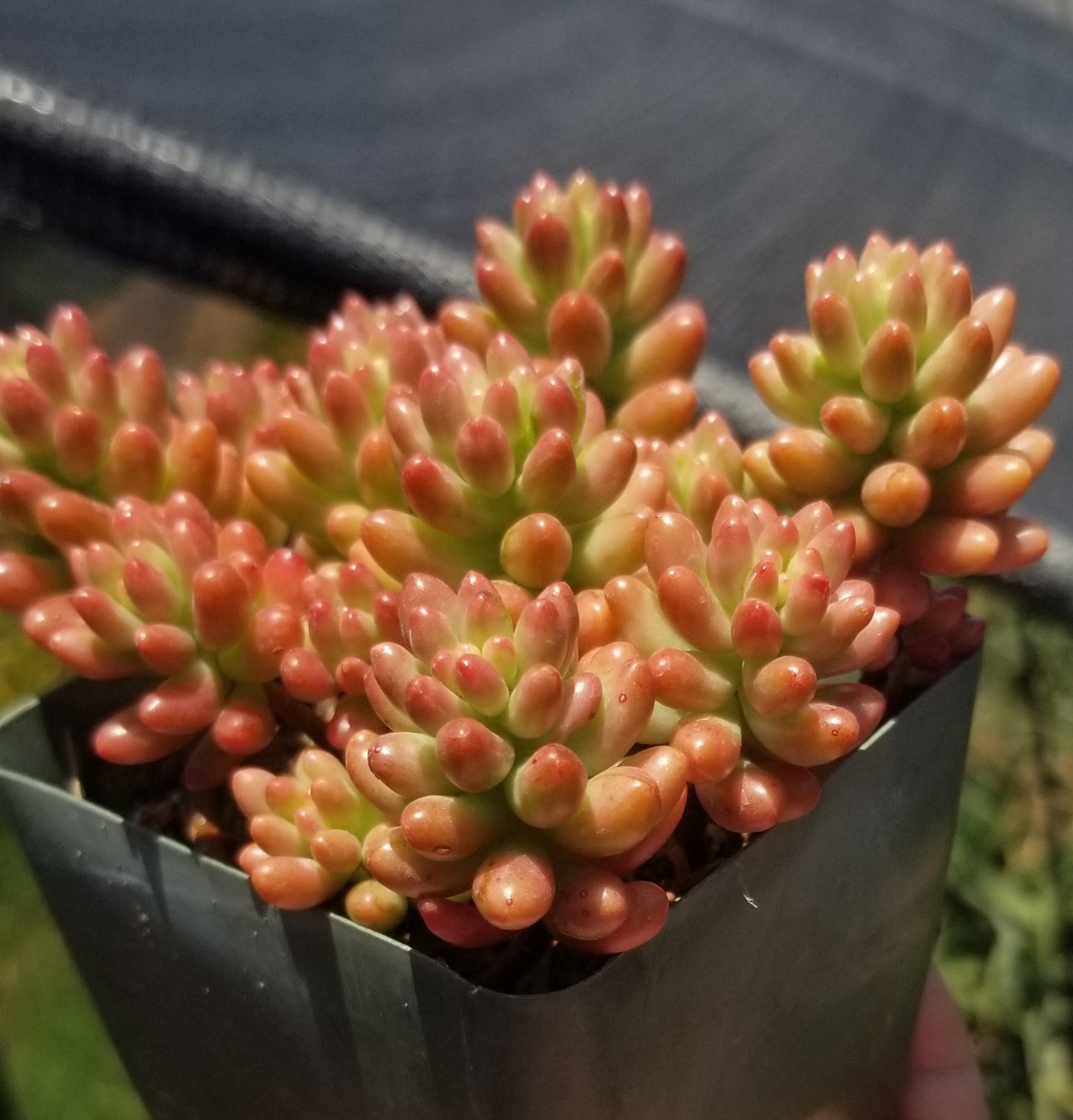 Sedum Rubrotictum "Aurora"