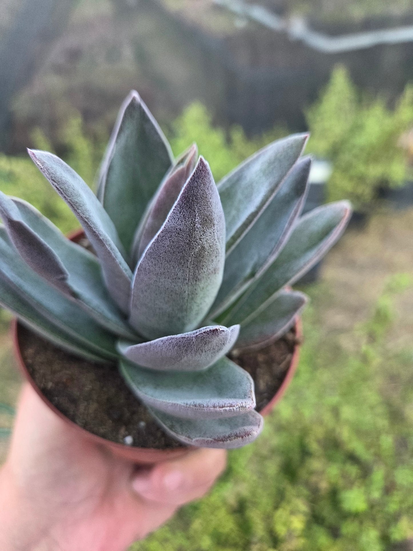 Crassula Garnet Lotus (4" pot) Succulent Plant
