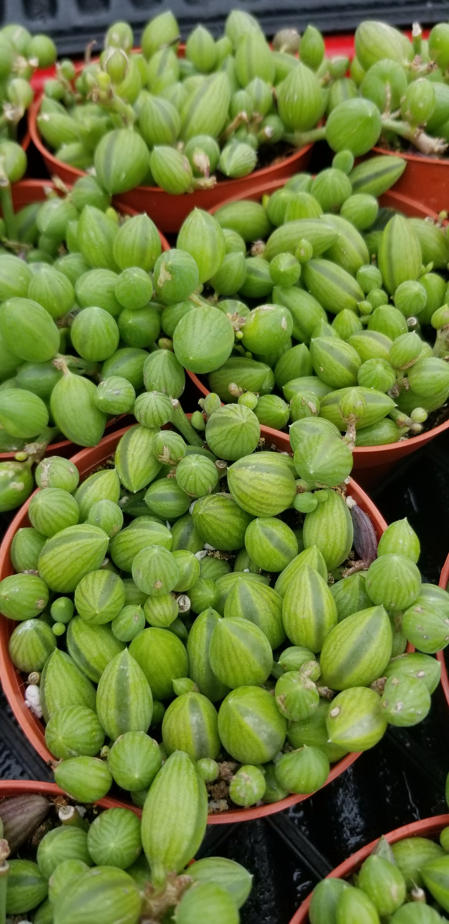 Strings of Watermelons, "Curio Herreanus (4" pot) succulent plant