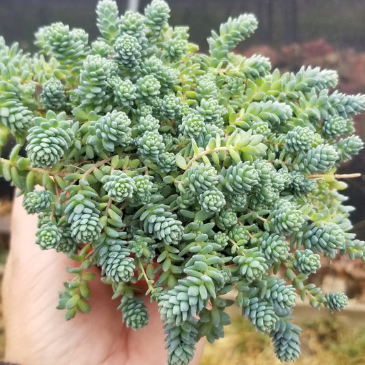 Sedum Dasyphyllum Mayor (4" pot) Succulent plant