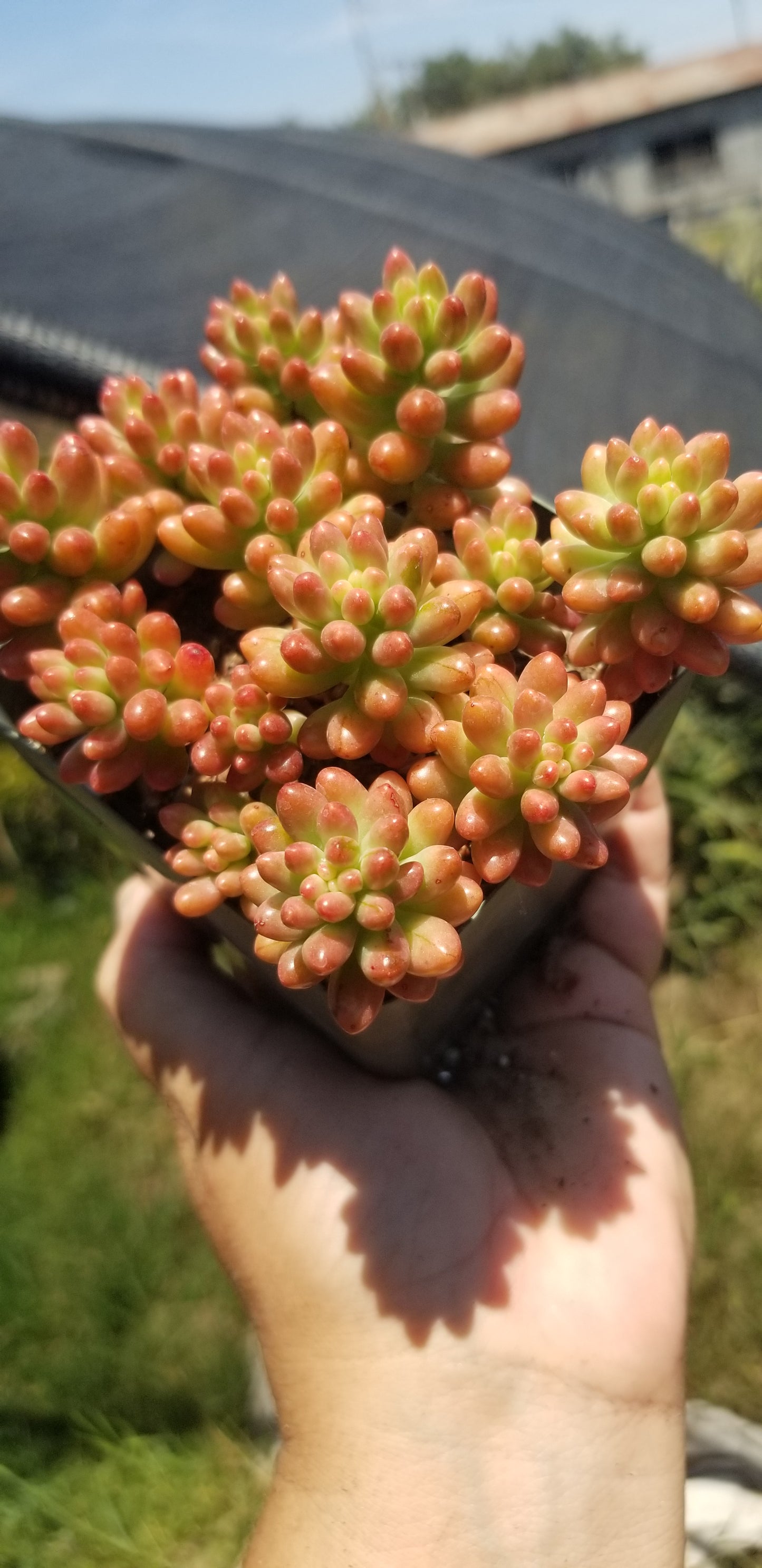 Sedum Rubrotictum "Aurora"