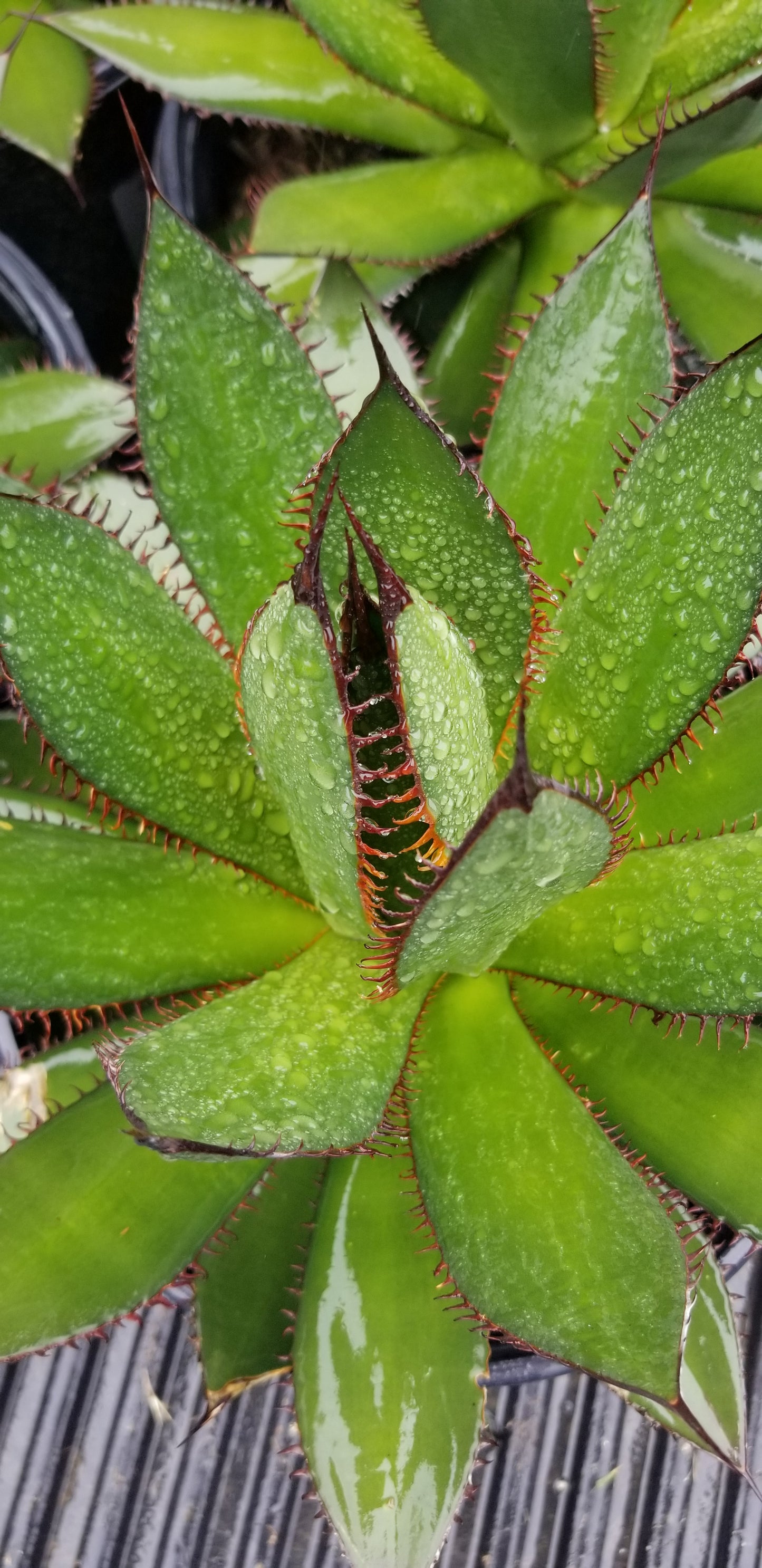 Agave Horrida (5 Gal. Pot)