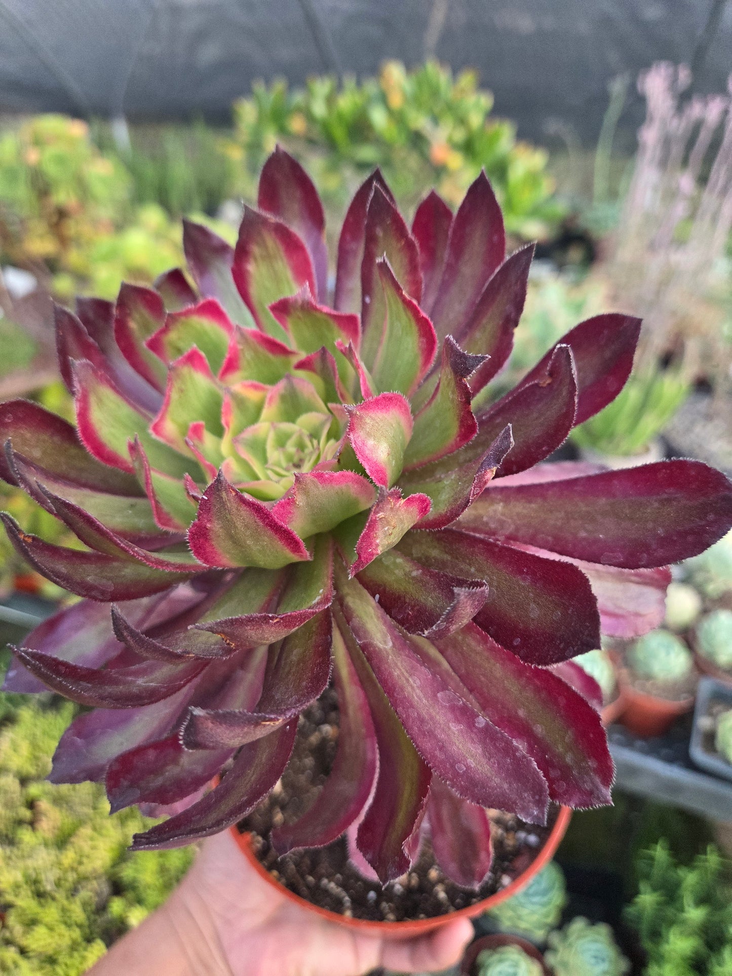 Aeonium Mardigrass (6" pot) Succulent Plant