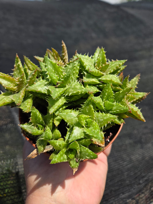 Aloe Juvenna, Tiger Tooth Aloe, Succulent Plant (4" Pot)